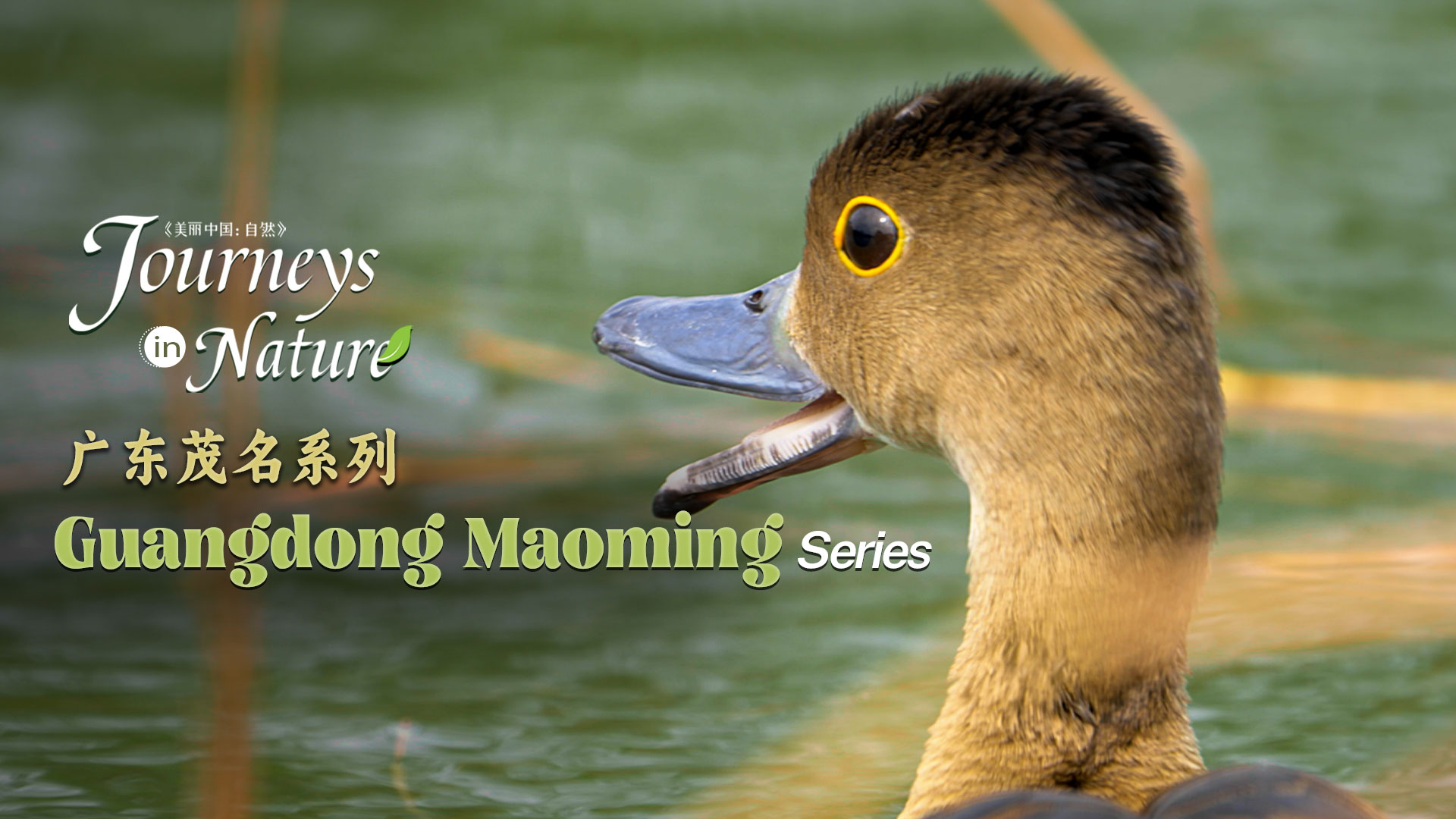 CGTN Nature presents 'Journeys in Nature: Guangdong Maoming Series'