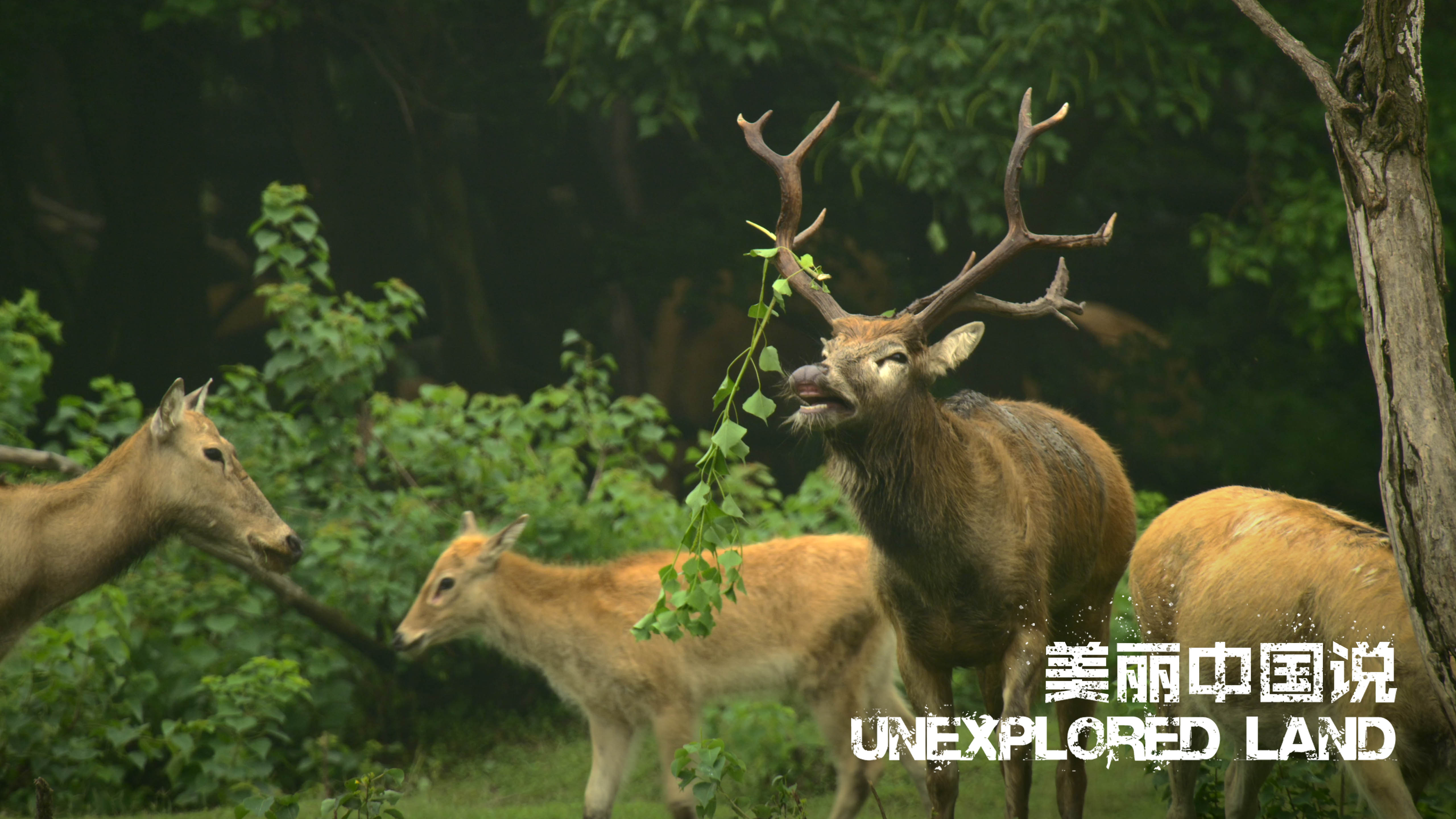 Unexplored Land Ep. 5: Trumpet blows for Deer King Contest 