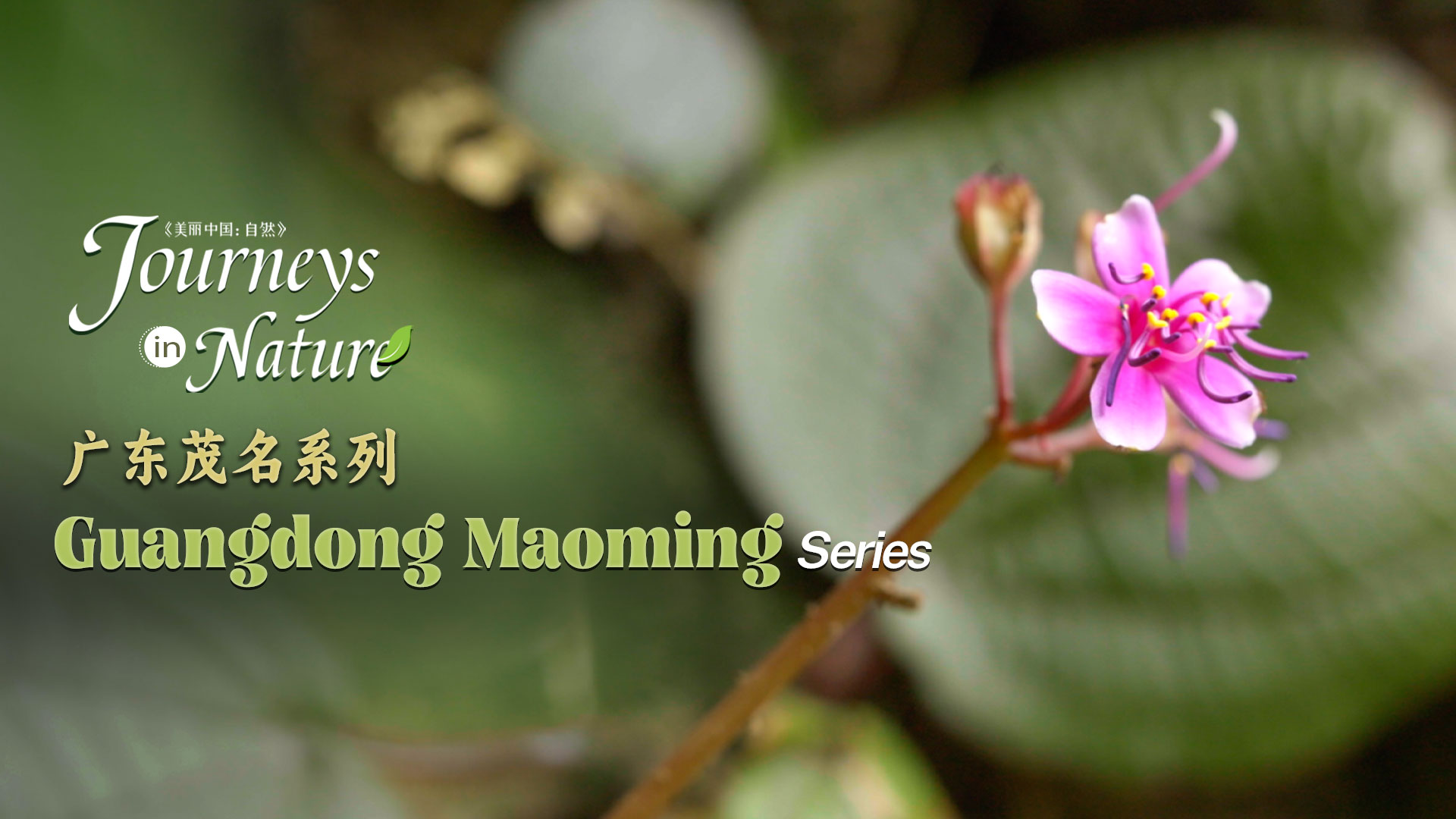 Guangdong Maoming Series Ep. 5: The flower 'guarded' by 'tiger's paws'