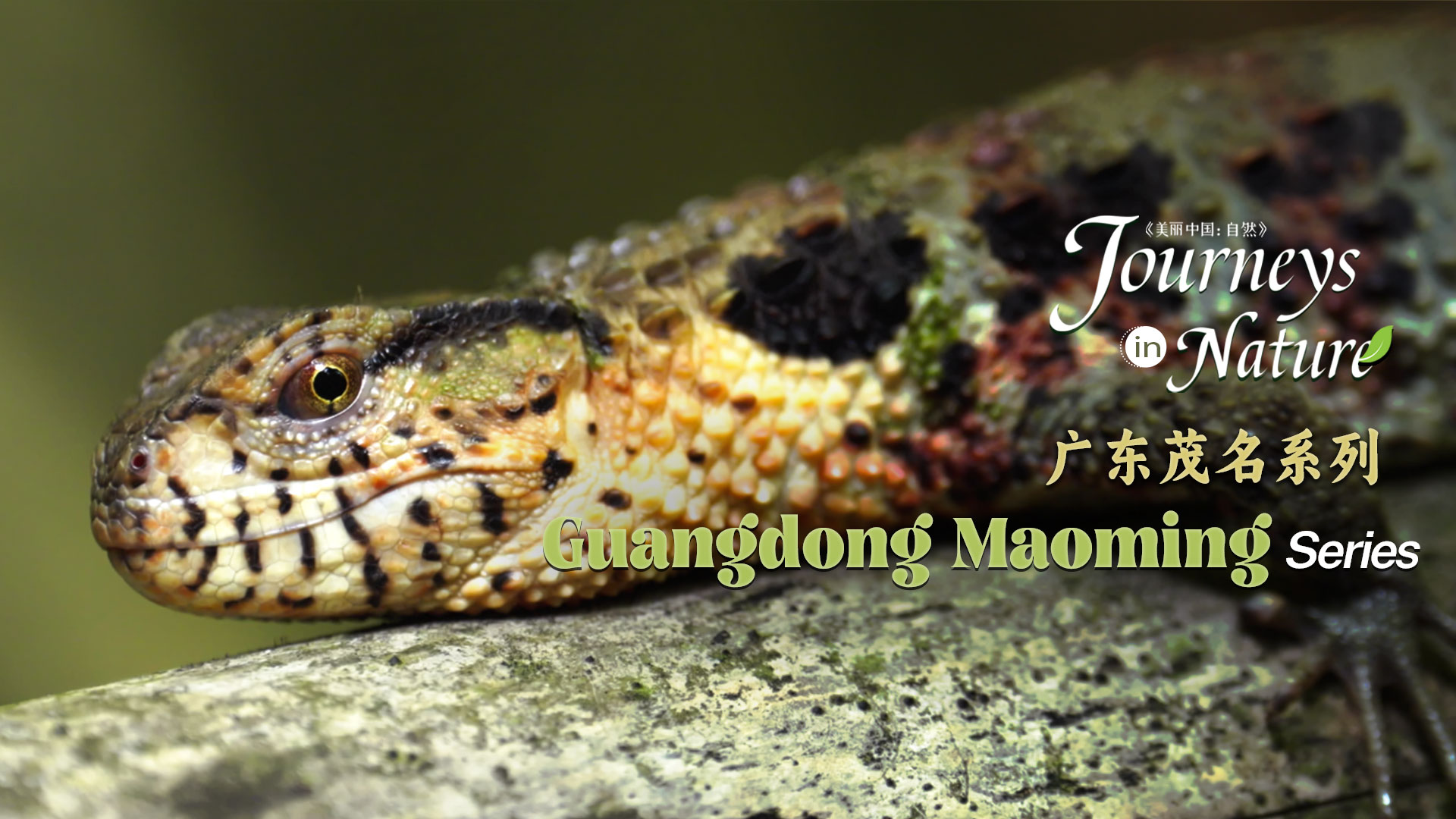 Guangdong Maoming Series Ep. 1: The Chinese crocodile lizard