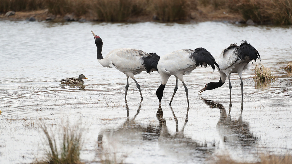 Nature reserve reports historic number of wintering rare cranes